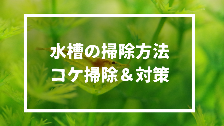 熱帯魚水槽の掃除方法やコケ対策を徹底解説 かんたんに掃除できるアイテムなどもご紹介 Aquas