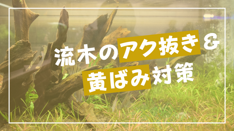 流木のかんたんなアク抜き方法を解説 黄ばみの対策法も Aquas